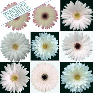 かわいい ガーベラの花束 ほしい数だけキュート...の詳細画像3