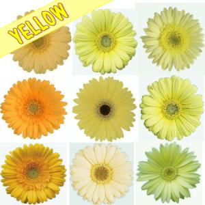 かわいい ガーベラの花束 ほしい数だけキュート...の詳細画像4