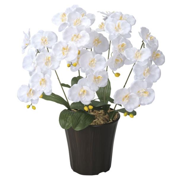 ●光の楽園 (24H70-80) エンジェル胡蝶蘭W 送料無料 92651