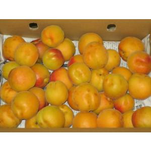 あんずの里より　生あんず・農家直送バラ5キロ　加工・生食・傷あり