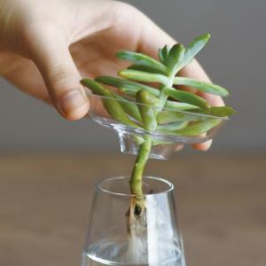 キントー アクアカルチャーベース S 花瓶 水...の詳細画像4