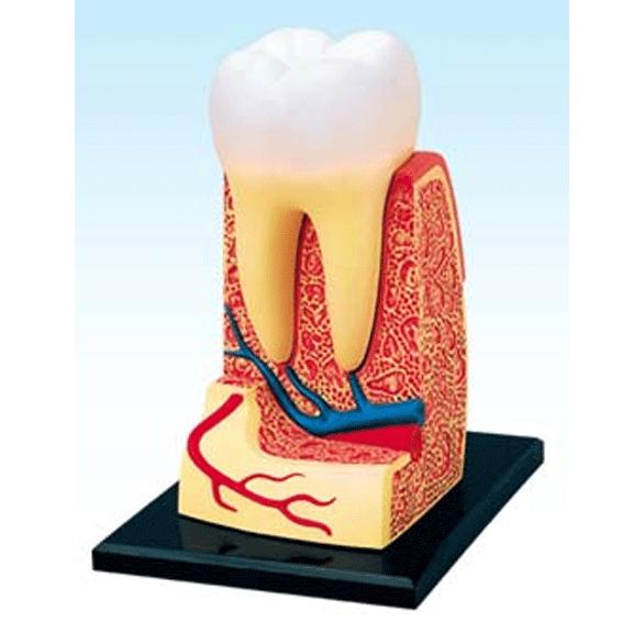 4D VISION 人体解剖 No.03 （歯根解剖モデル）