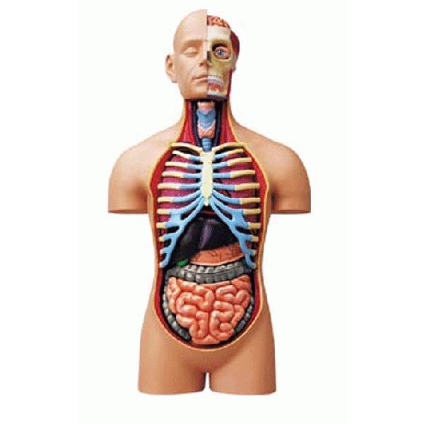 4D VISION 人体解剖 No.ＳＰ （スーパーデラックス胴体解剖モデル）