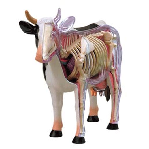 4D VISION 動物解剖 No.03 （牛解剖モデル）