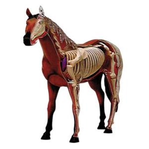 4D VISION 動物解剖 No.04 （馬解剖モデル）
