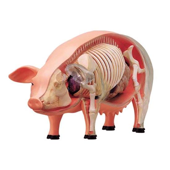 4D VISION 動物解剖 No.01 （豚解剖モデル）