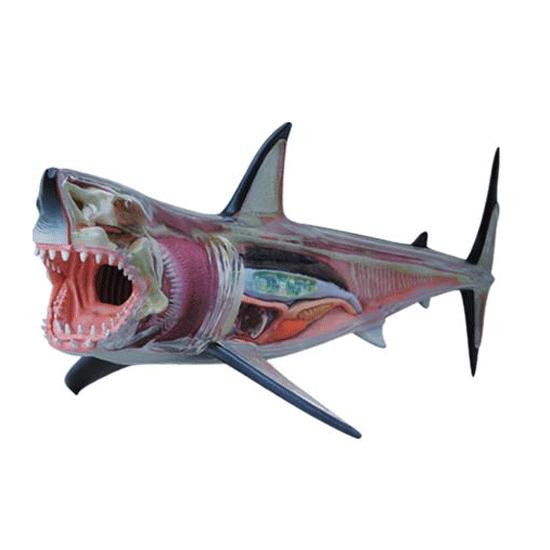 4D VISION 動物解剖 No.02 （ホホジロ鮫解剖モデル）