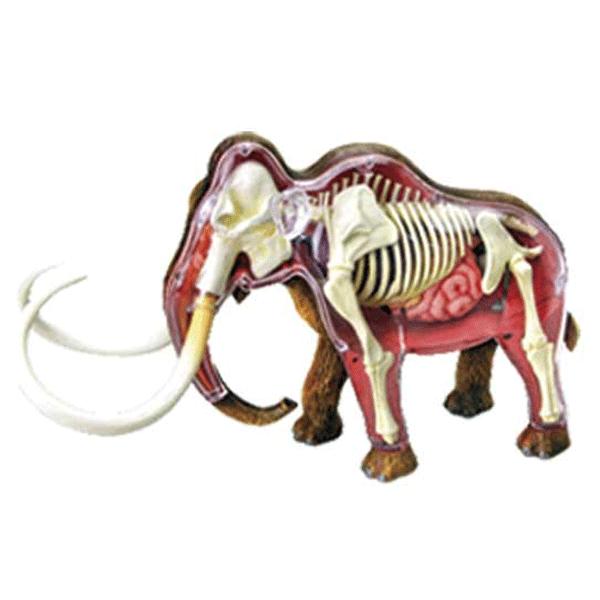 4D VISION 動物解剖 No.08 （マンモス解剖モデル）