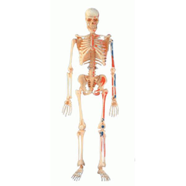 4D VISION 人体解剖 No.08 （全身骨格解剖モデル）