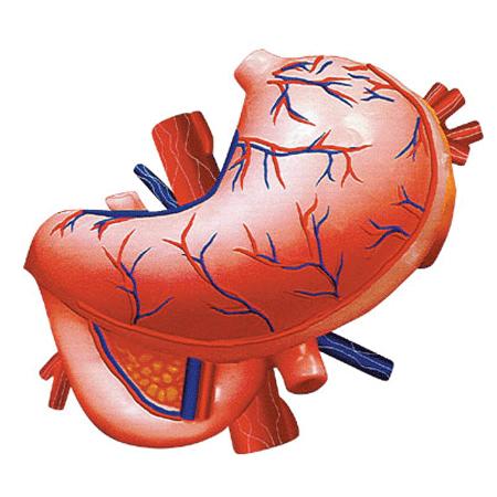 4D VISION 人体解剖 No.09 （胃解剖モデル）