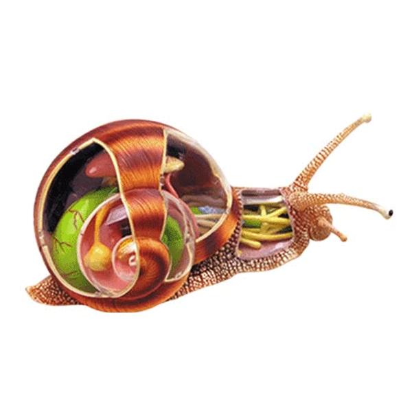 4D VISION 動物解剖 No.09 （かたつむり解剖モデル）