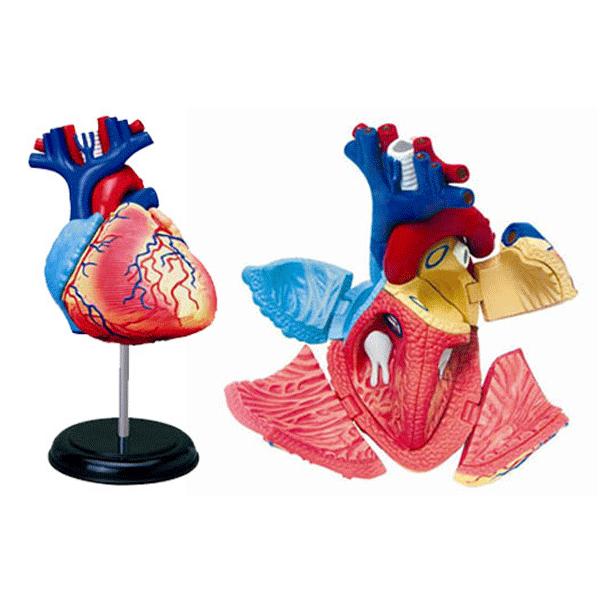 4D VISION 人体解剖 No.10 （心臓解剖モデル）