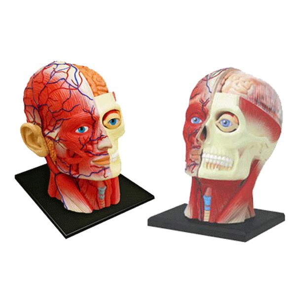 4D VISION 人体解剖 No.11 （頭部断面解剖モデル）