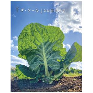 キューサイ 青汁 ケール 粉末 420g 6袋...の詳細画像4