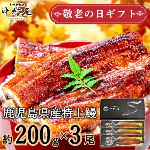 父の日　うなぎ　蒲焼き　国産　ギフト　鹿児島県産　200g前後×3尾　化粧箱　鰻　ウナギ　うなぎ蒲焼　蒲焼　贈り物　お中元　丑の日　送料無料｜九州食市場中村屋