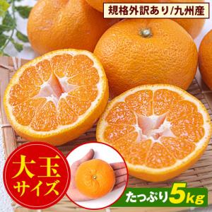 みかん 5kg 訳あり 送料無料 大粒 大玉 大粒みかん 訳あり九州大粒みかん フルーツ 柑橘 温州 九州産 7-14営業日以内に発送予定(土日祝除く)