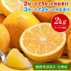 [再入荷★在庫限り] 河内晩柑 送料無料 和製グレープフルーツ 最大4kgおまけ増量 柑橘 フルーツ 九州産 2kg サイズ不選別 7-14営業以内発送予定(土日祝除)