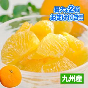 訳あり 甘夏 みかん 1.5kg 送料無料  フルーツ 九州産 おまけ増量特典付き 1-5営業日以内に発送予定(土日祝日除く)
