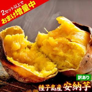 さつまいも 種子島産 訳あり 1.5kg 安納芋 送料無料 (サイズ大中小不揃い) 1-5営業日以内に出荷予定｜九州風土