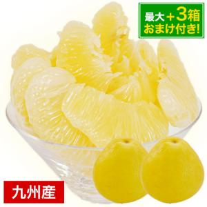 訳あり パール柑 1.5kg 送料無料 【2セット購入で+1セット増量】文旦 みかん  フルーツ 柑橘 九州産 7-14営業以内発送予定｜kyushufood