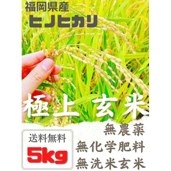 早期予約】【新米】無農薬玄米５kg５キロ農家直送福岡県産 ヒノヒカリ 令和６年 送料無料 玄米 白米...