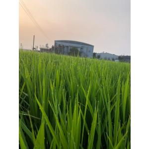 無農薬玄米 ヒノヒカリ 福岡県産 新米 農家直...の詳細画像5