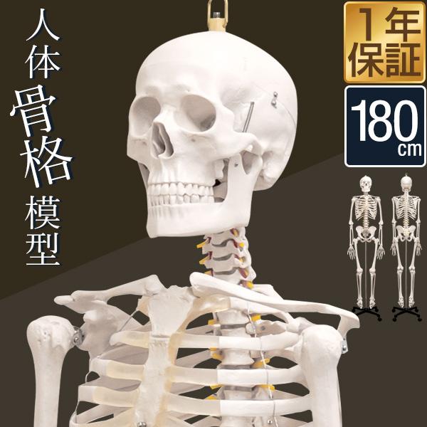 1年保証 人体模型 骨格模型 骨 等身大 身長約166cm 展示スタンド付き 骨格標本 骨格モデル ...