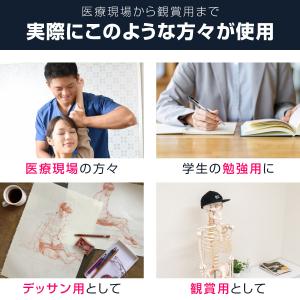 1年保証 人体模型 骨格模型 骨 等身大 身長...の詳細画像2