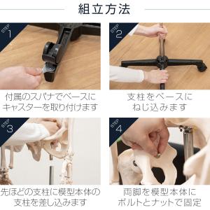 1年保証 人体模型 骨格模型 骨 等身大 身長...の詳細画像3