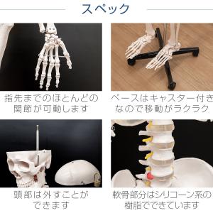 1年保証 人体模型 骨格模型 骨 等身大 身長...の詳細画像5