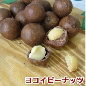 殻付き マカダミアナッツ 500g ロースト ※殻割器別売 ヨコイピーナッツ 名古屋