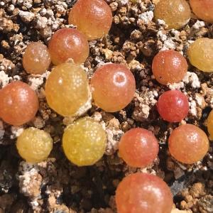 多肉植物 コノフィツム ブルゲリ 種10粒 メ...の詳細画像1
