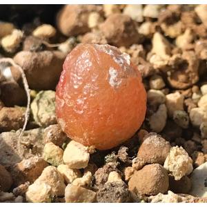 多肉植物 コノフィツム ブルゲリ 種10粒 メ...の詳細画像2