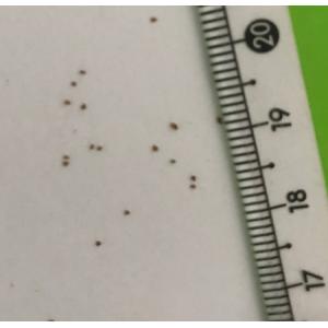 多肉植物 コノフィツム カルキュルス 種10粒...の詳細画像1