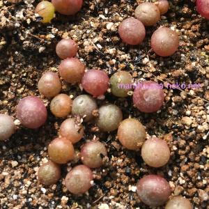 多肉植物 コノフィツム カルキュルス 種10粒...の詳細画像2
