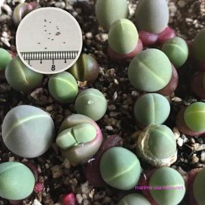 多肉植物　ギバエウム　コンプトニー　種10粒　コノフィツム　Gibbaeum　comptonii