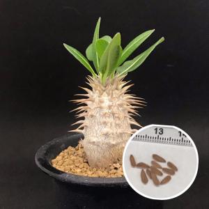 塊根植物 パキポディウム フィヘレネンセ 種子 Pachypodium