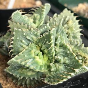 多肉植物 まるでエイリアンΣ(・□・;)Fau...の詳細画像4