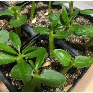 塊根植物 パキポディウム フィヘレネンセ 種子...の詳細画像1