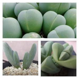 多肉植物 メセン ギバエウムmix 種10粒 ...の詳細画像1