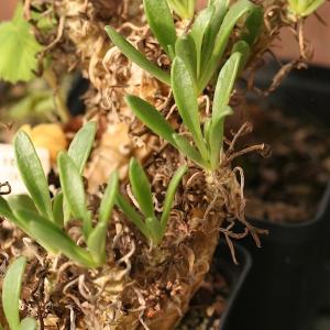 ビザールプランツ 珍奇植物 Tylecodon...の詳細画像1