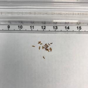ビザールプランツ 珍奇植物 Tylecodon...の詳細画像2