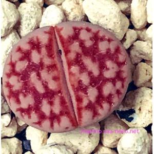 多肉植物 リトープス カラスモンタナmix 種...の詳細画像1