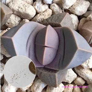 多肉植物 ラピダリア 魔玉 種10粒 Lapid...の商品画像