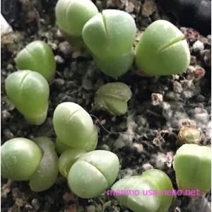 多肉植物 ラピダリア 魔玉 種10粒 Lapi...の詳細画像2