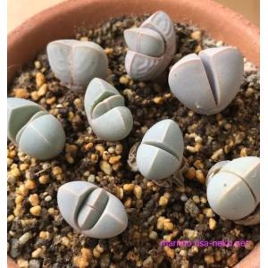 多肉植物 ラピダリア 魔玉 種10粒 Lapi...の詳細画像3