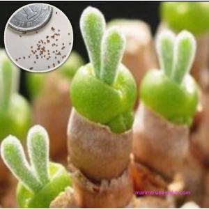 多肉植物 うさぎの耳の商品一覧 通販 Yahoo ショッピング