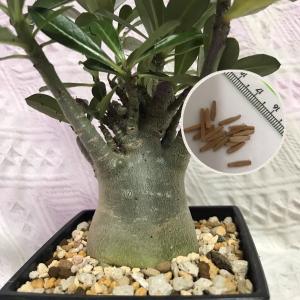 塊根植物 砂漠の薔薇と呼ばれる アデニウム オベ...の商品画像