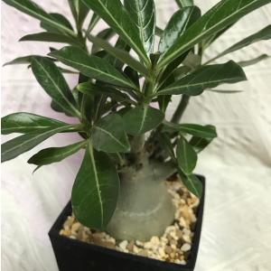 塊根植物 砂漠の薔薇と呼ばれる アデニウム オ...の詳細画像1