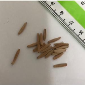塊根植物 砂漠の薔薇と呼ばれる アデニウム オ...の詳細画像2